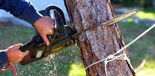 Trusted Barry, IL  Tree Services Experts