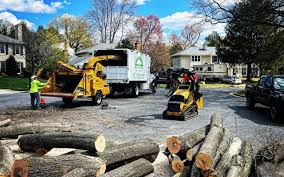 Why Choose Our Tree Removal Services in Barry, IL?